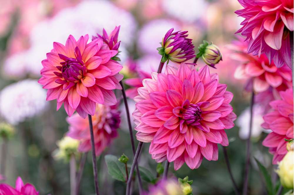 Dahlia 'Feline Yvonne'